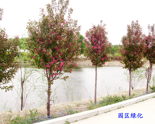 園區(qū)綠化案例