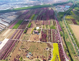 園林觀賞樹的修剪方法有哪些？