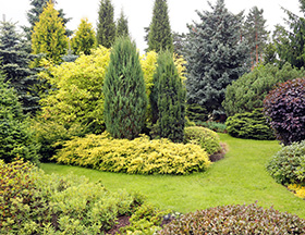 黃櫨是我國(guó)重要的觀賞紅葉樹種