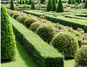 杯狀形行道樹具有典型的三六股十二枝的冠形