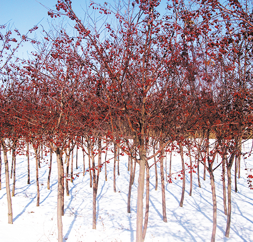 沈陽園林觀賞樹 沈陽園林觀賞樹