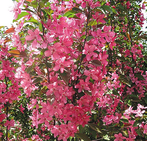 粉色海洋 粉色海洋