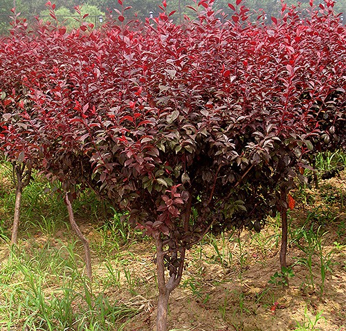 紅葉赤果 紅葉赤果