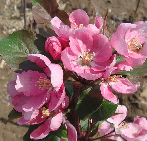 1460627672701279.jpg DSC04618.JPG