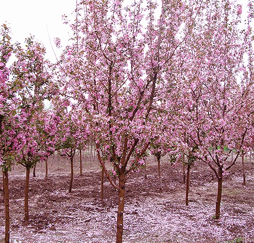 1460627734674483.jpg 照片 026.jpg