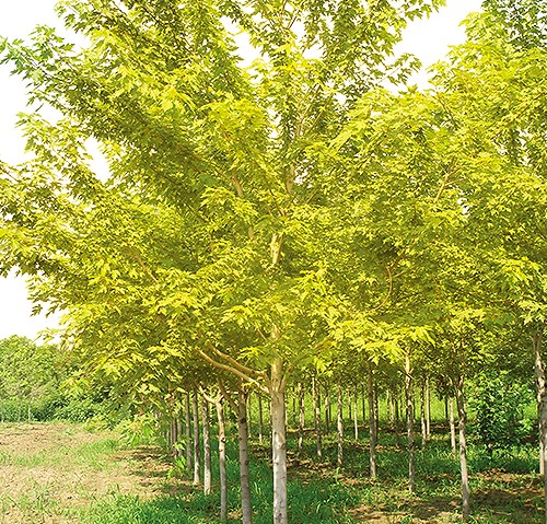 金葉白蠟 金葉白蠟