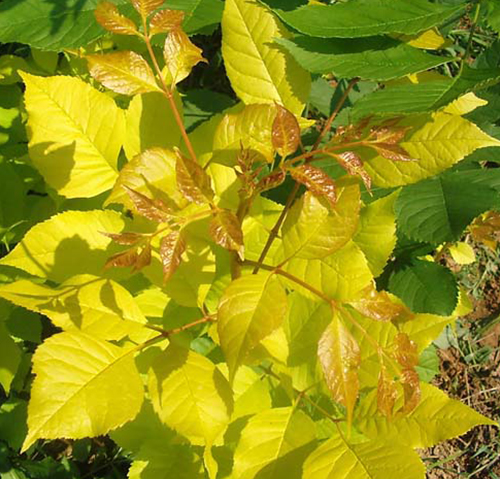 金葉白蠟 金葉白蠟