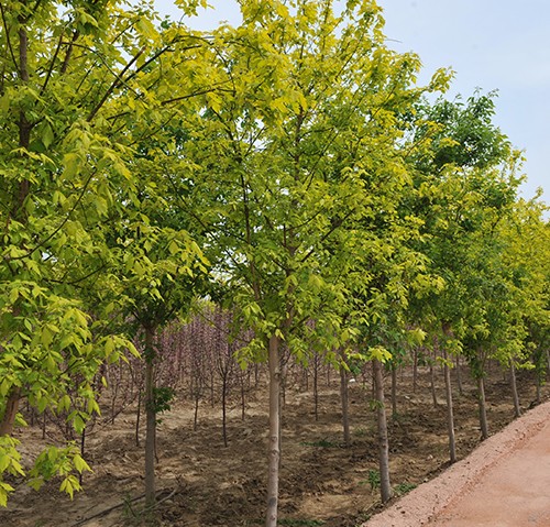 金葉復(fù)葉槭 金葉復(fù)葉槭