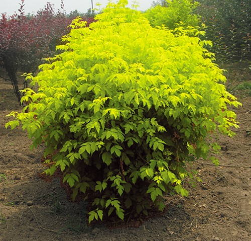 金葉復(fù)葉槭 金葉復(fù)葉槭