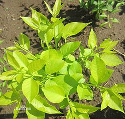 金葉衛(wèi)矛 金葉衛(wèi)矛