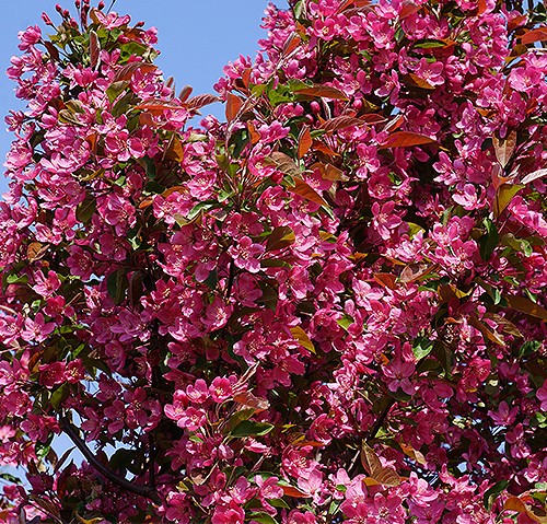 亞力紅果 亞力紅果