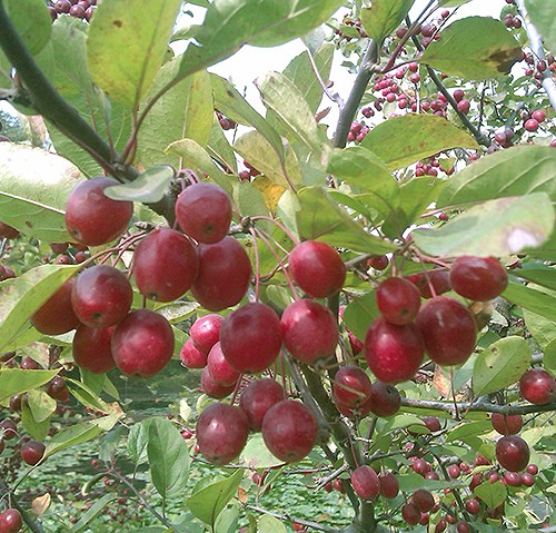 亞力紅果 亞力紅果