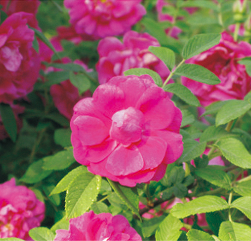 1461747683566953.jpg 1.jpg