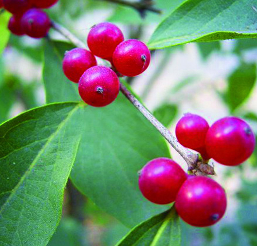 藍葉忍冬 藍葉忍冬