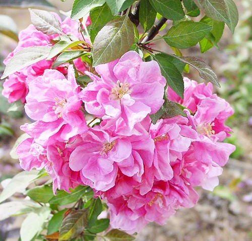 美加歐3號 美加歐3號