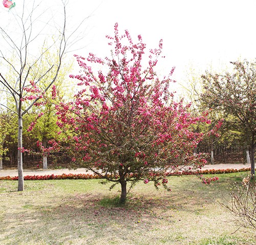 美加歐3號 美加歐3號