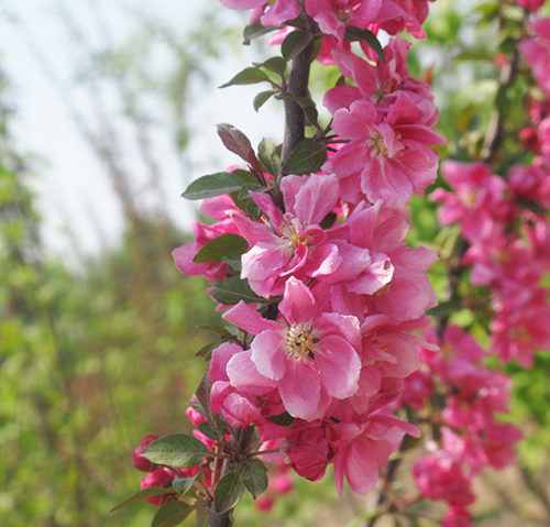 亞力紅果 亞力紅果