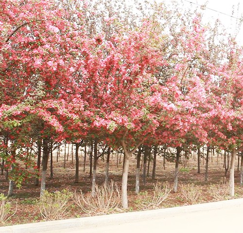 園林觀賞樹(shù)