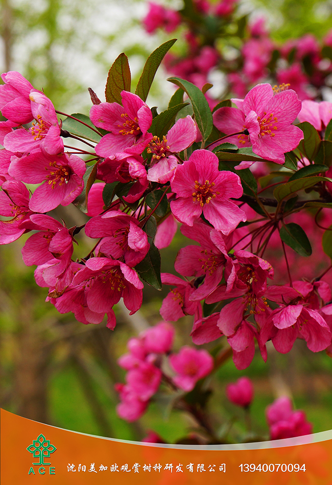 亞斯特春 亞斯特春