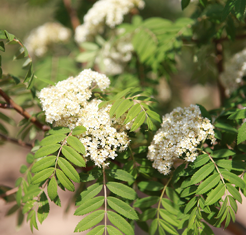 西伯利亞花楸 西伯利亞花楸