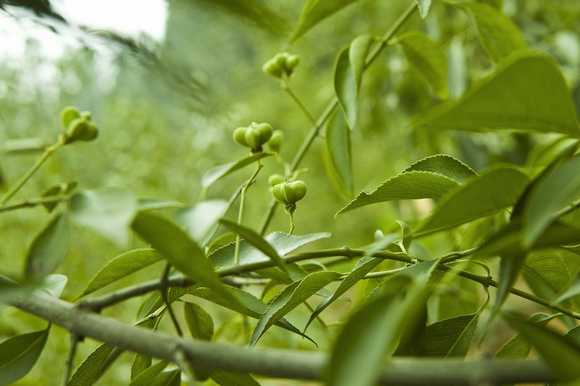 觀賞樹木 觀賞樹木