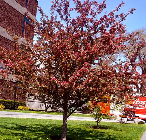 園林觀賞樹 園林觀賞樹