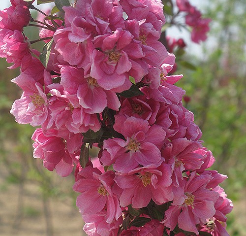 觀賞樹(shù) 觀賞樹(shù)