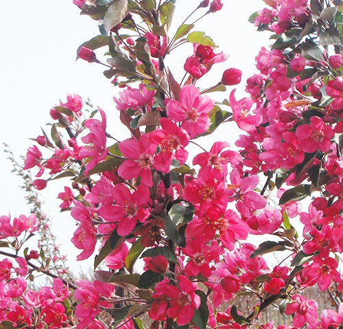 園林觀賞樹 園林觀賞樹