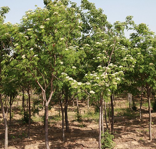 觀賞樹木 觀賞樹木
