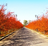 園林觀賞樹 園林觀賞樹